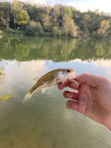 Largemouth Bass