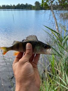 Yellow Perch