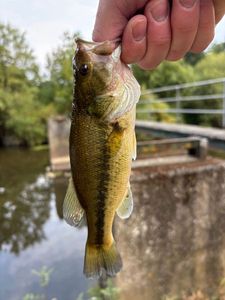 Largemouth Bass
