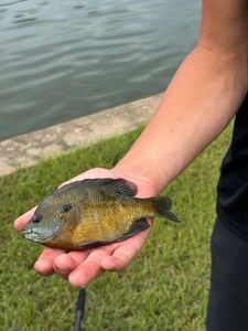 Green Sunfish