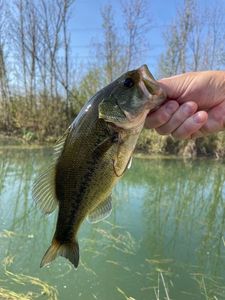 Largemouth Bass