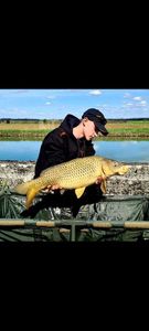 Common Carp