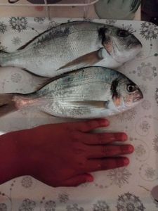 Gilthead Seabream