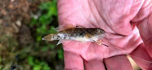 Round Goby