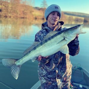 Zander