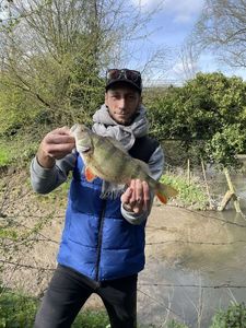European Perch