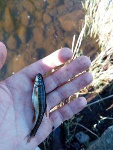 Common Minnow