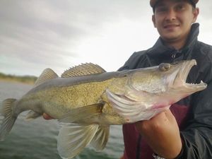 Zander