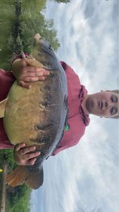 Mirror Carp