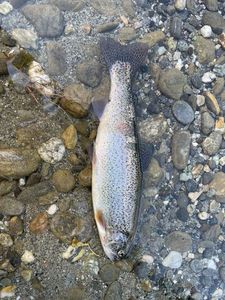Rainbow Trout