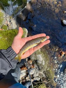 Brown Trout