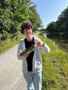 Largemouth Bass