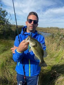 Largemouth Bass