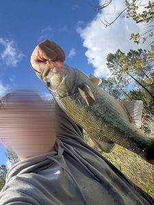 Largemouth Bass