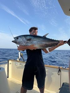 Bluefin Tuna