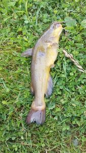 Black Bullhead