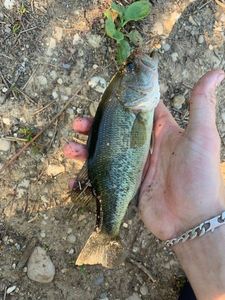 Largemouth Bass