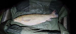 Grass Carp
