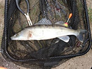 Zander