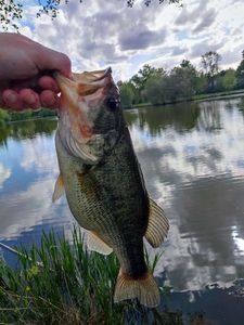 Largemouth Bass