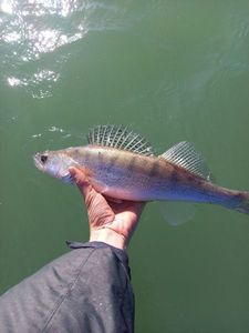 Zander