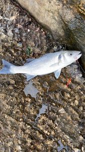 European Bass (Seabass)