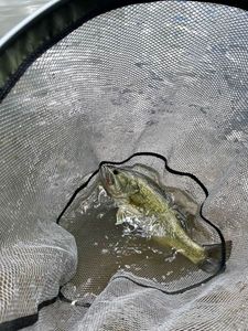 Largemouth Bass
