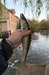 Zander