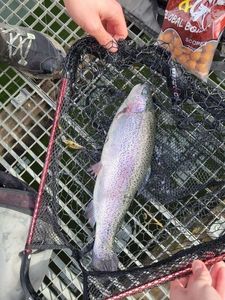 Rainbow Trout