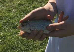 Roach