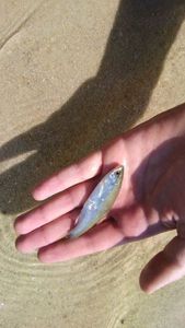 Common Minnow