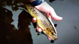 Brown Trout