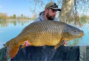 Common Carp
