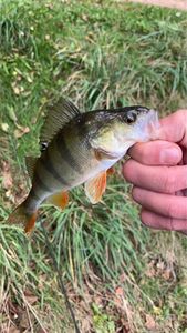 European Perch