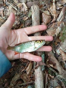 Roach