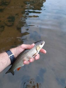 Chub