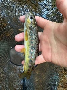 Brown Trout