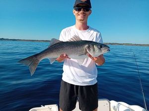 European Bass (Seabass)