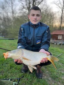Common Carp