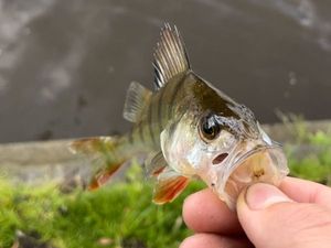 European Perch