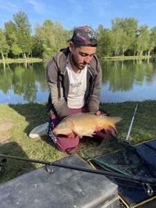 Mirror Carp