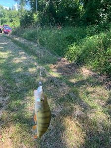 European Perch
