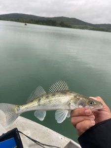 Zander