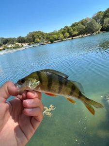 European Perch