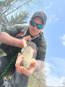 Rainbow Trout