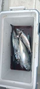 Blackfin Tuna