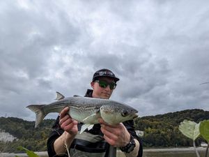 Thicklip Grey Mullet