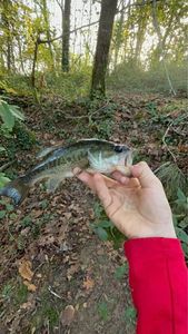 Largemouth Bass