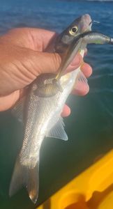 European Bass (Seabass)
