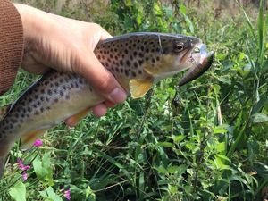 Brown Trout